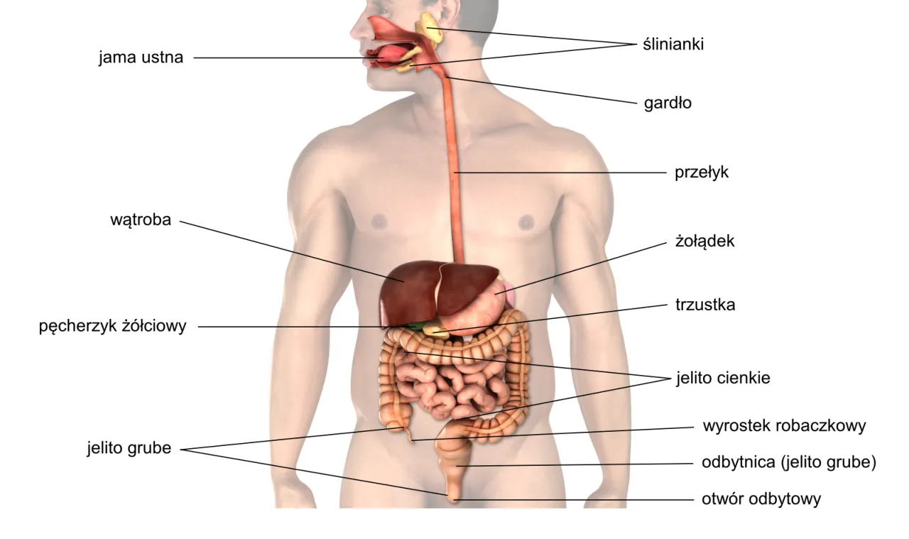 Schemat układu pokarmowego z zaznaczonymi jelitami
