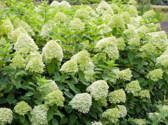 różne gatunki hortensji kwitnących w ogrodzie