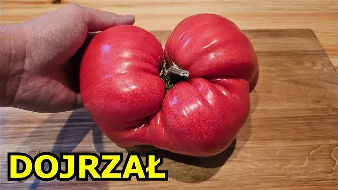 dojrzały i niedojrzały pomidor