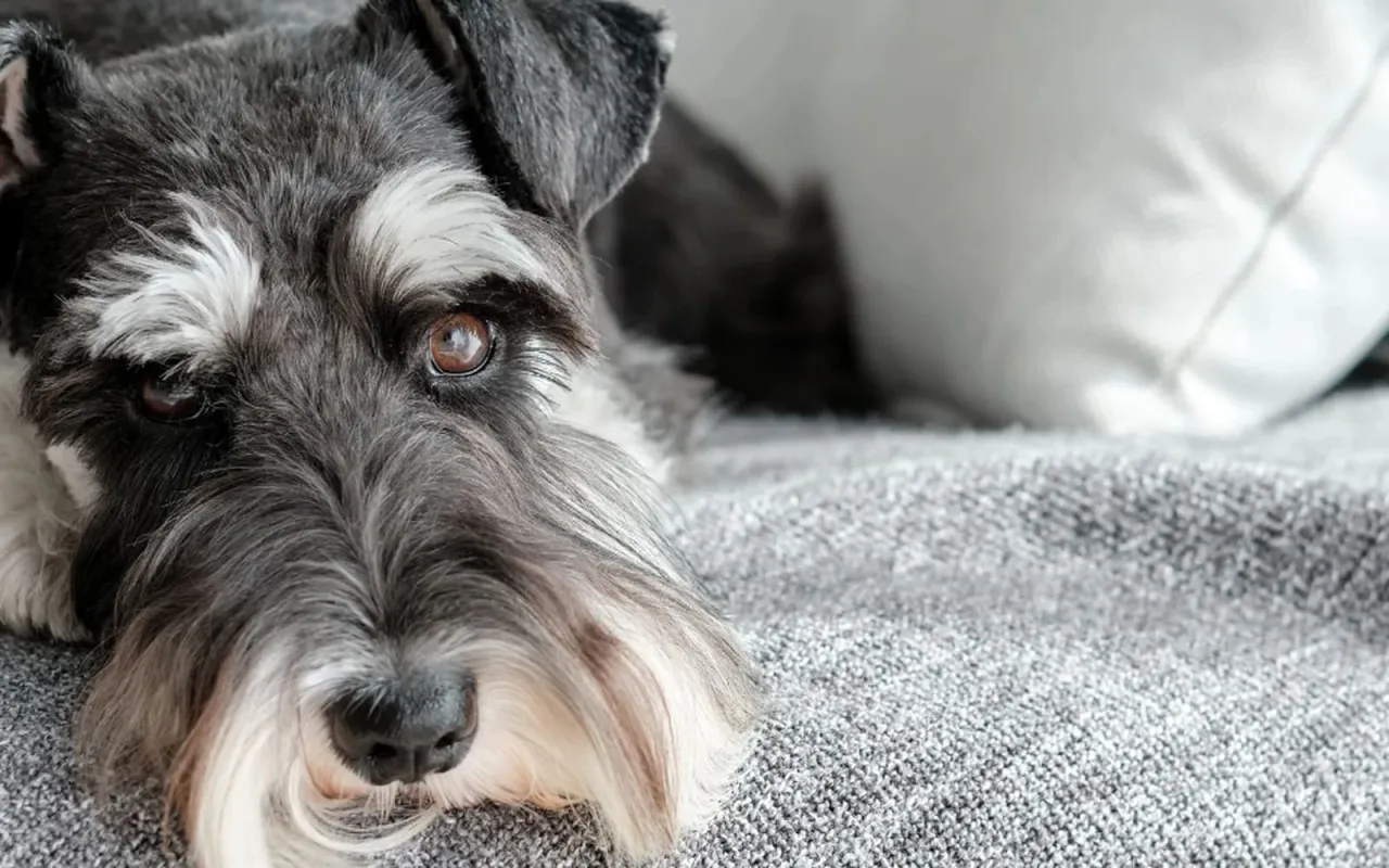 Sznaucer miniaturowy szczeka