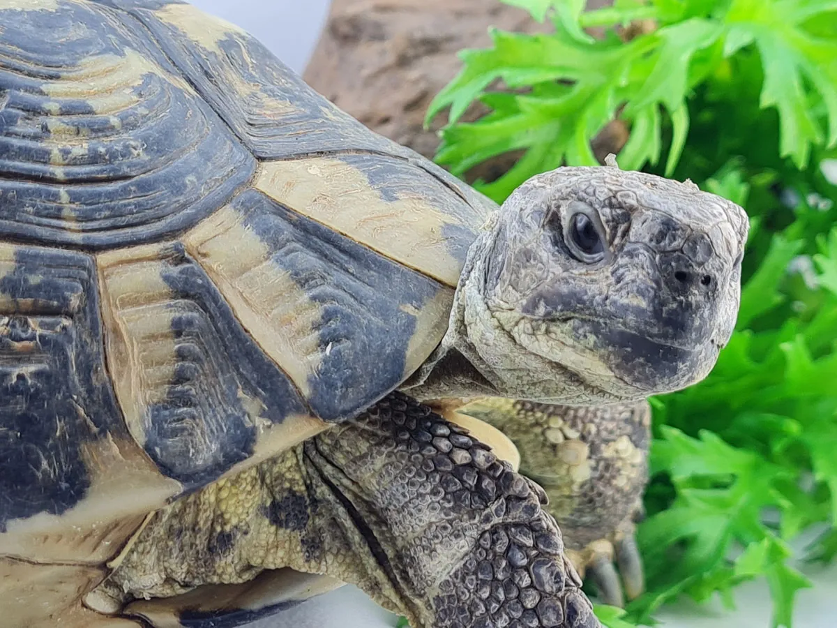 Profesjonalna hodowla żółwi greckich