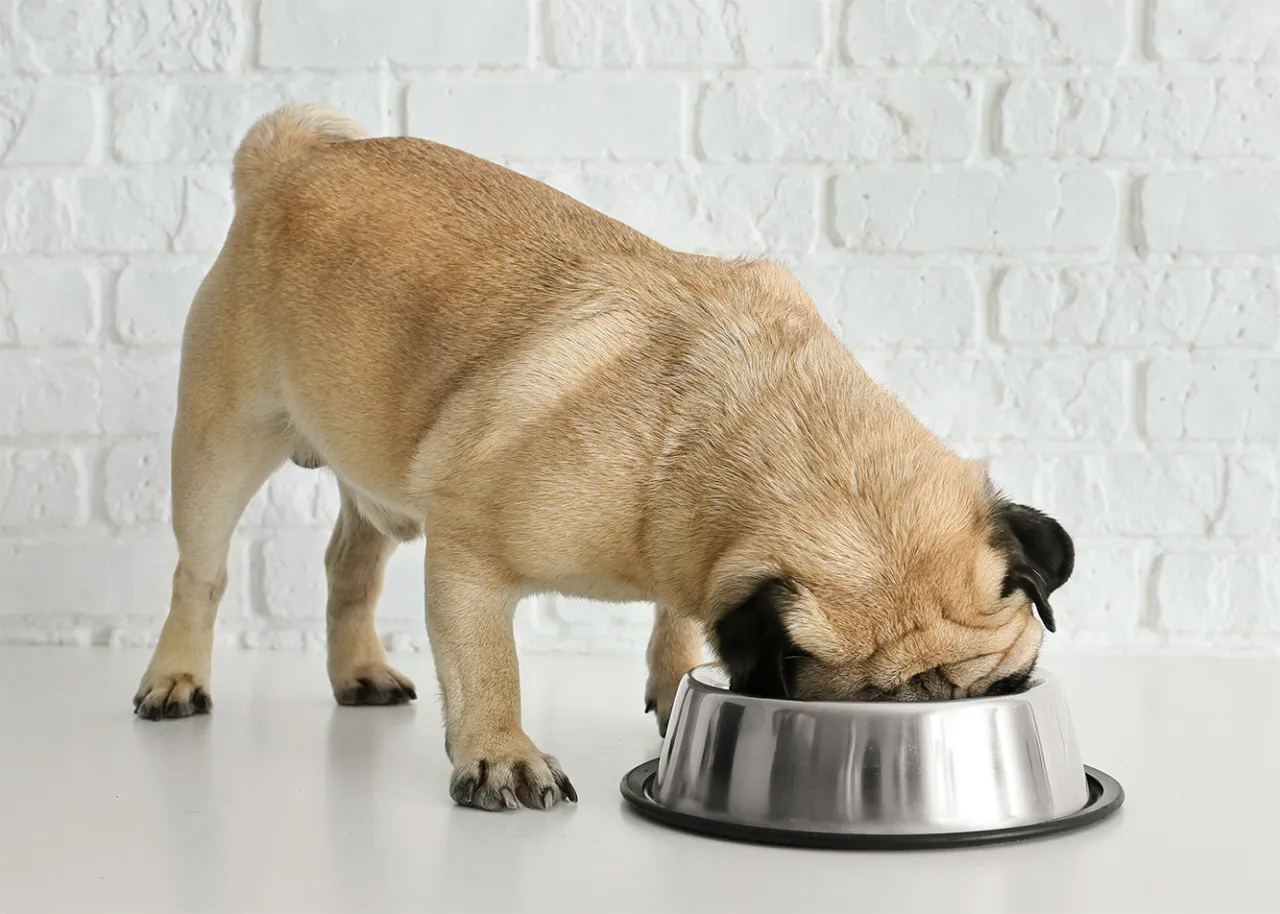 pies z alergią na kurczaka objawy