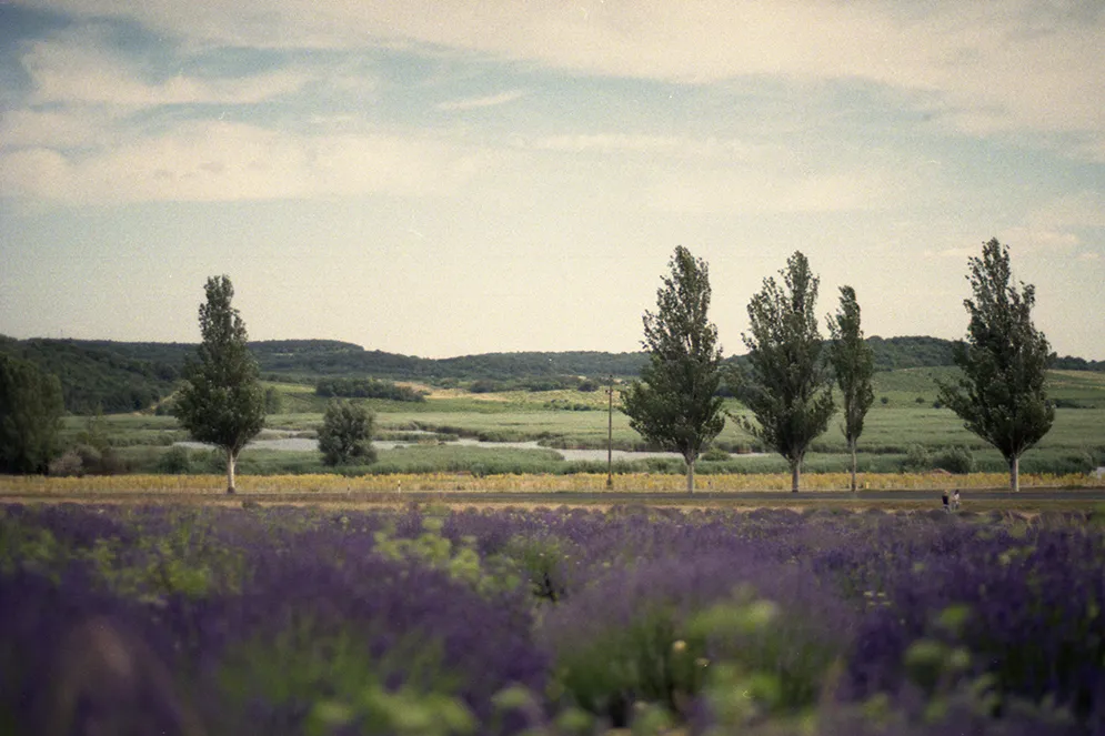 Pola lawendowe Tihany Balaton