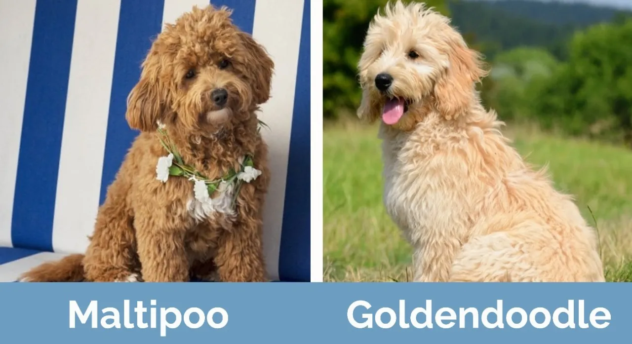 labradoodle goldendoodle maltipoo