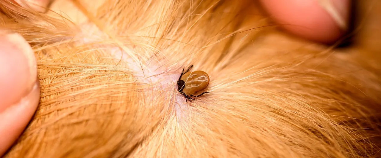 guzek po kleszczu u psa jak długo