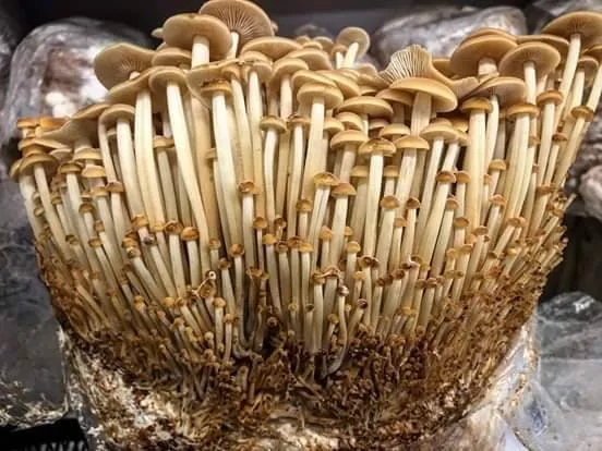 R&oacute;żne formy zarodnik&oacute;w grzyb&oacute;w psylocybinowych: spore print i spore syringe