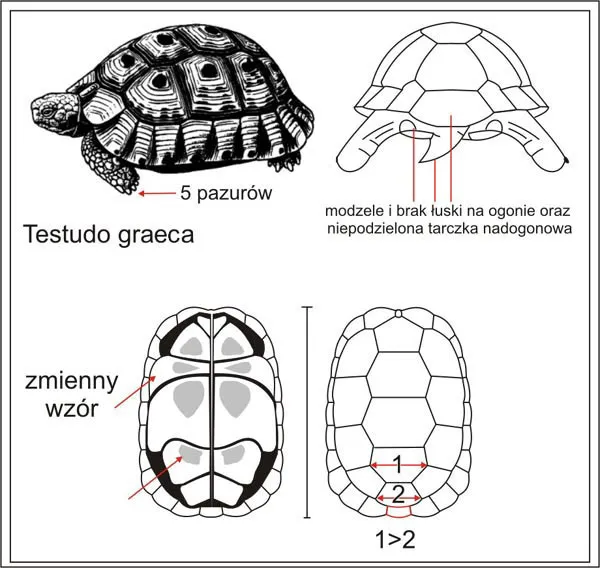różnice płciowe żółw stepowy grecki