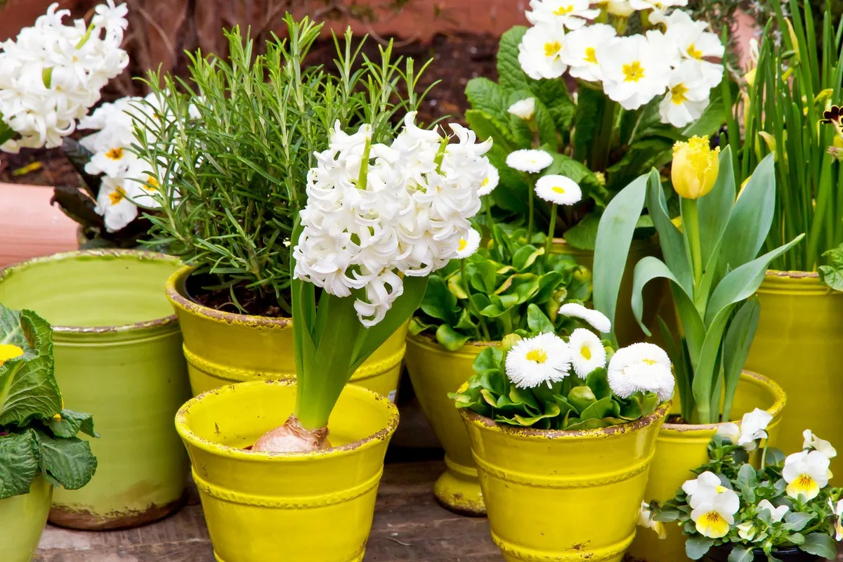 Mrozoodporne kwiaty na taras marzec