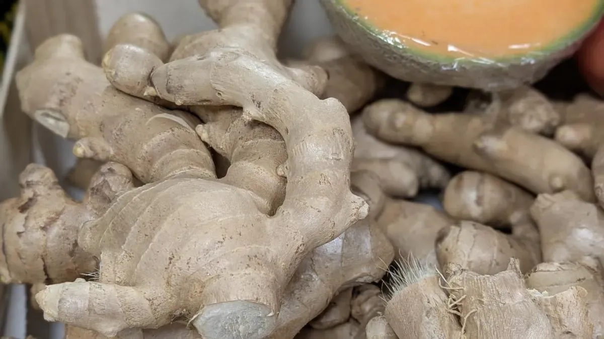 świeży imbir korzeń, wybór imbiru