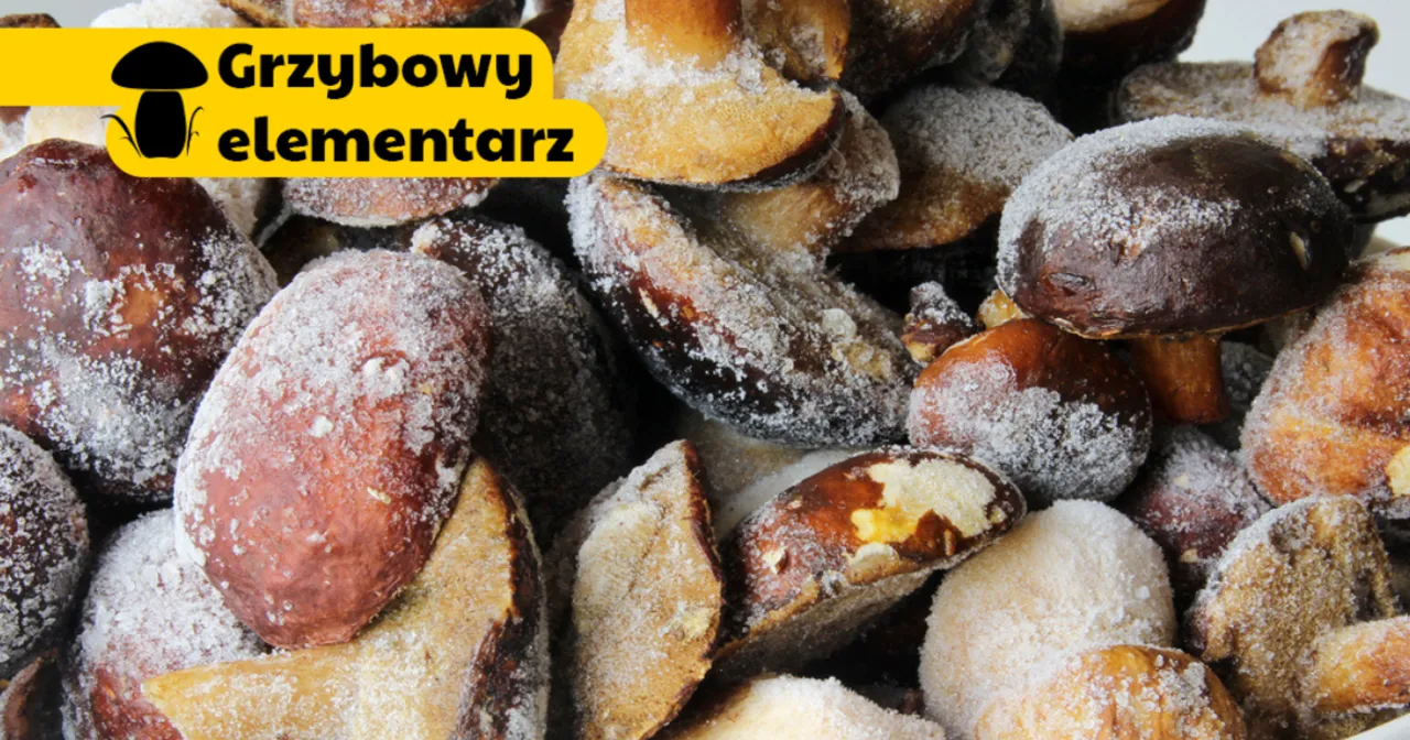 Jak prawidłowo pakować grzyby do zamrażarki