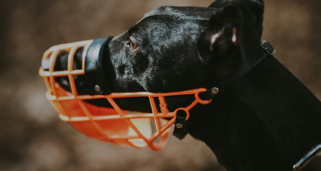 Czarny pies w pomarańczowym kagańcu. Wskaz&oacute;wka, jak trzymać psa u weterynarza, gdy jest zestresowany.