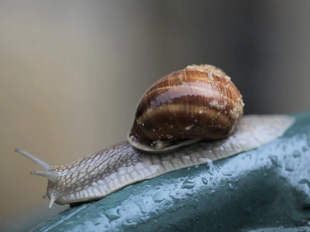 Ślimaki winniczki w naturalnym środowisku