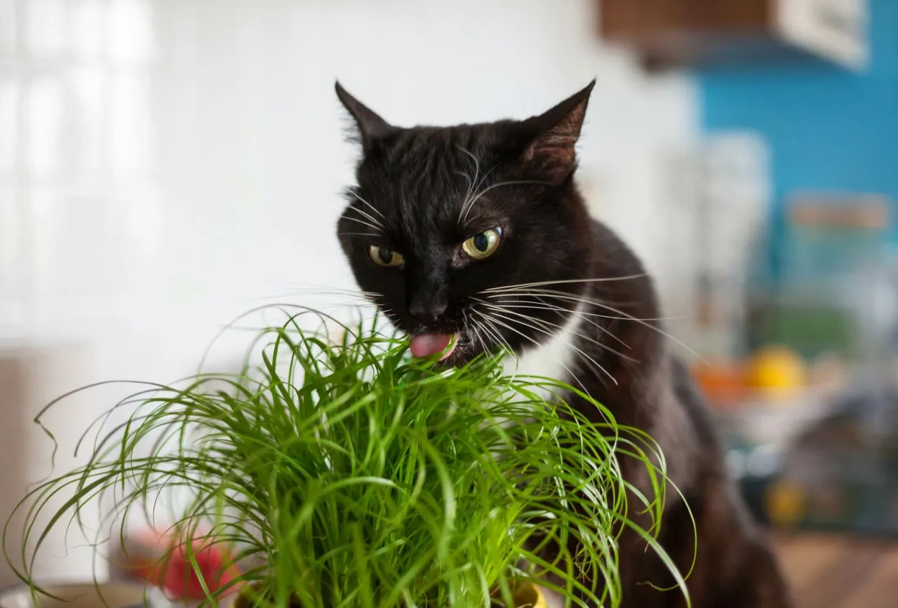 Katze knabbert an Katzengras in einem Topf