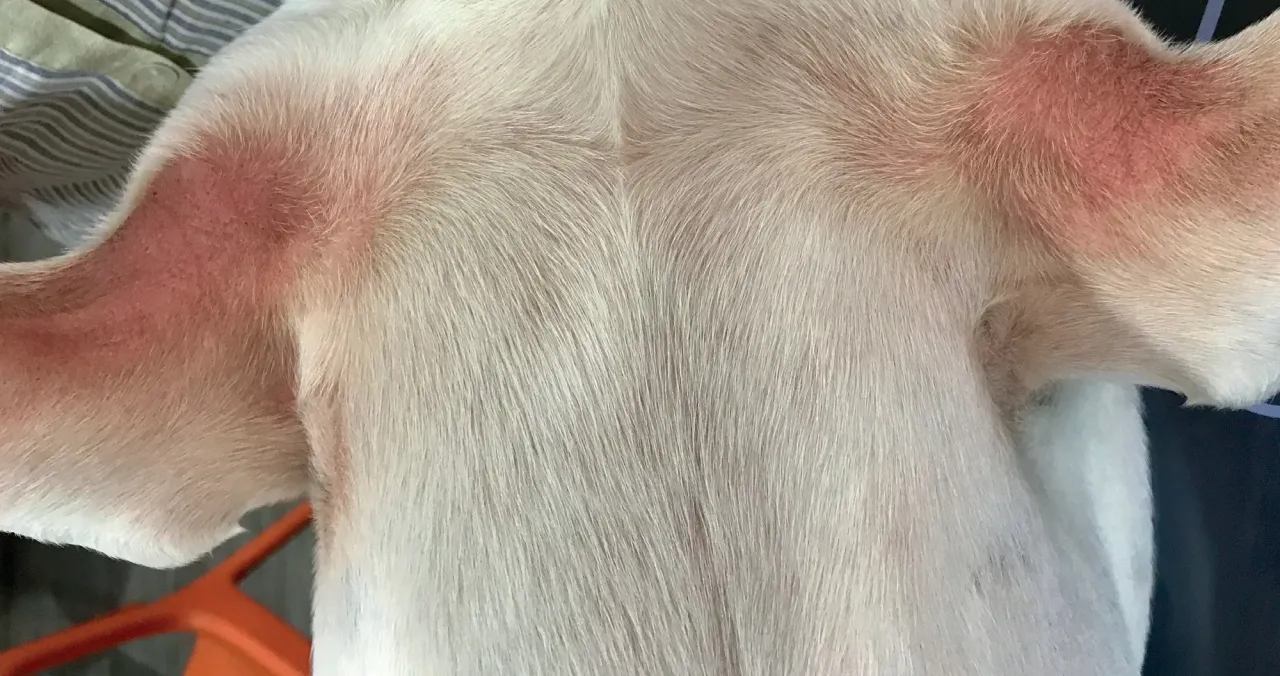 mechanizm działania leków na atopowe zapalenie skóry u psa