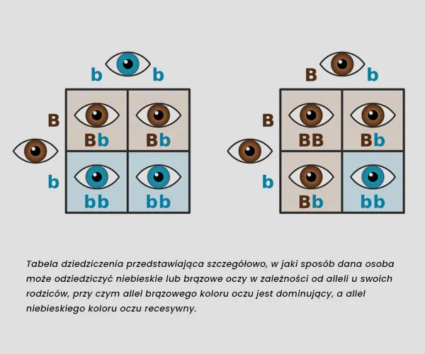 r&oacute;żnica wektor genetyczny a epidemiologiczny infografika