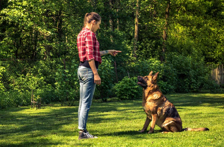owczarek niemiecki komenda siad zostań