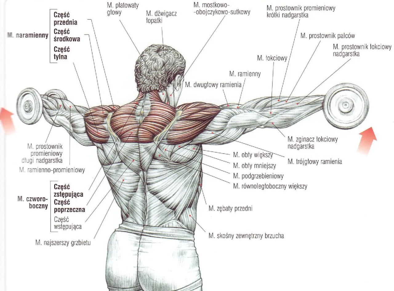 anatomia mięśni atlas trening siłowy