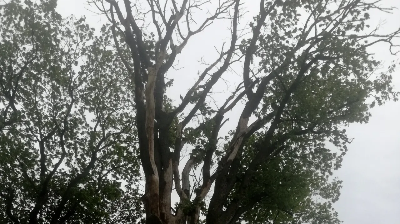 Uschnięte drzewo zagrażające bezpieczeństwu