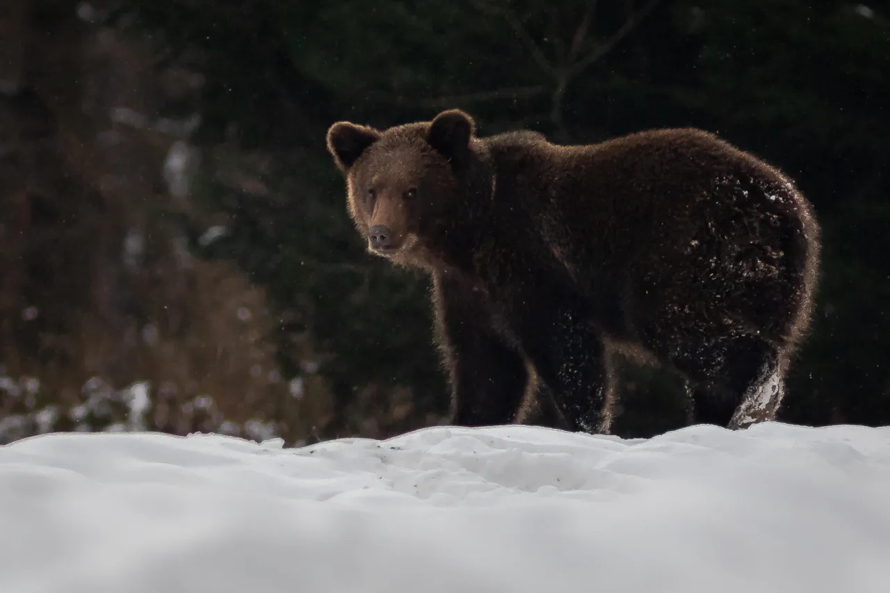 Niedźwiedź brunatny w polskich g&oacute;rach