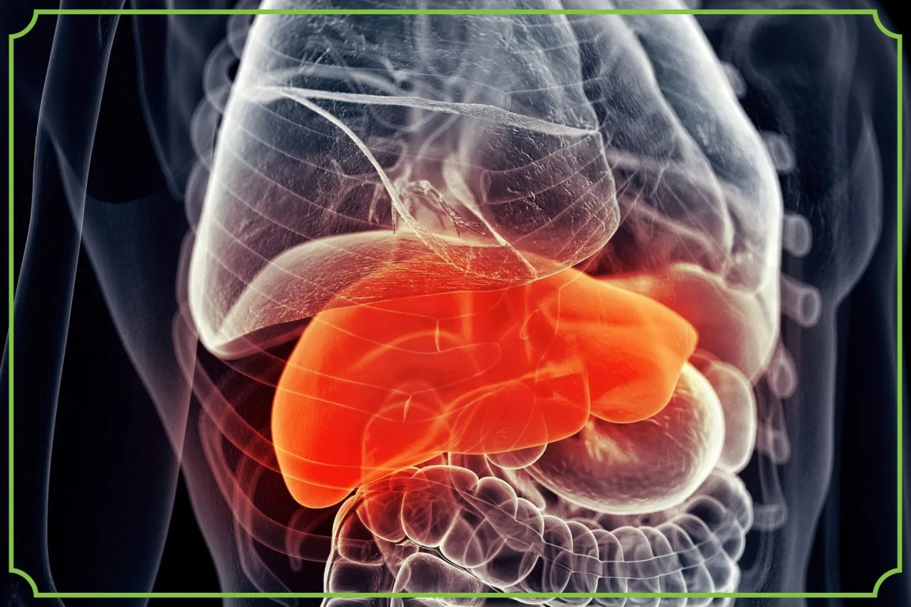Wątroba człowieka anatomia