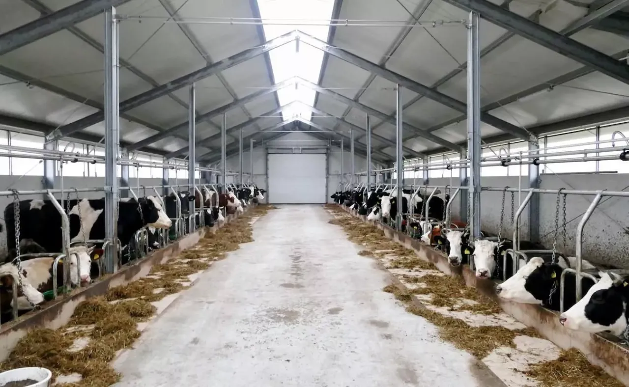Nowoczesny obora z systemem alkierzowym, gdzie krowy spokojnie jedzą paszę.