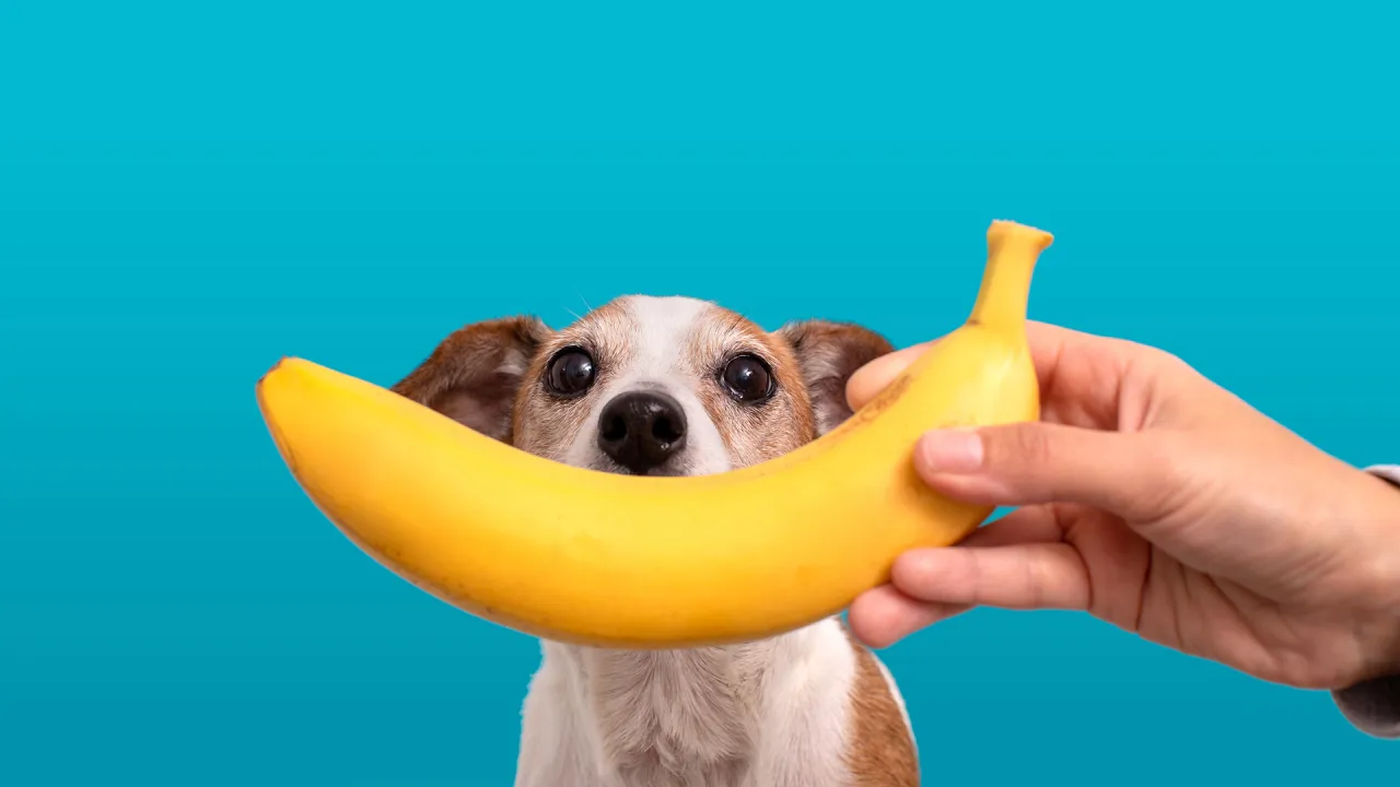 Pies z bananem i sercem