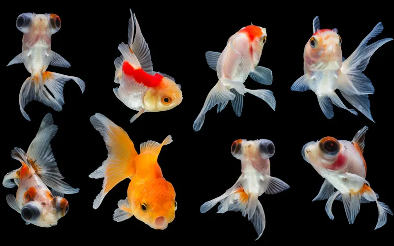 Różne odmiany złotych rybek w akwarium