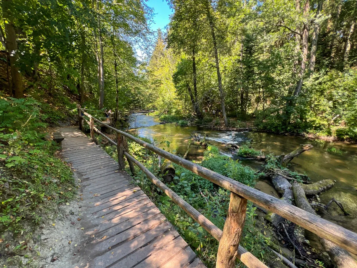 Drewniana kładka w lesie wzdłuż rzeki. Piękna zamość trasa zachęca do spaceru wśr&oacute;d zieleni i szumu wody.