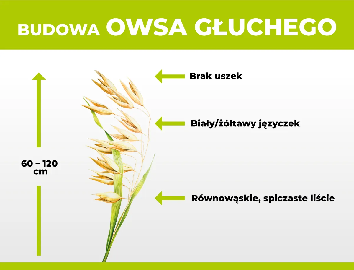 owies głuchy spadek plonu