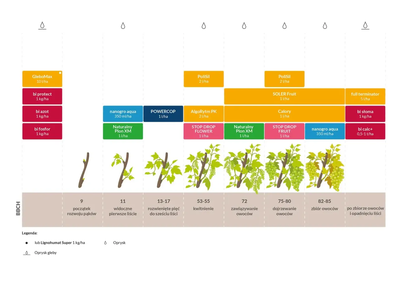 Schemat pokazuje, kiedy zbierać winogrona ogrodowe, prezentując fazy rozwoju rośliny i zalecane nawozy.