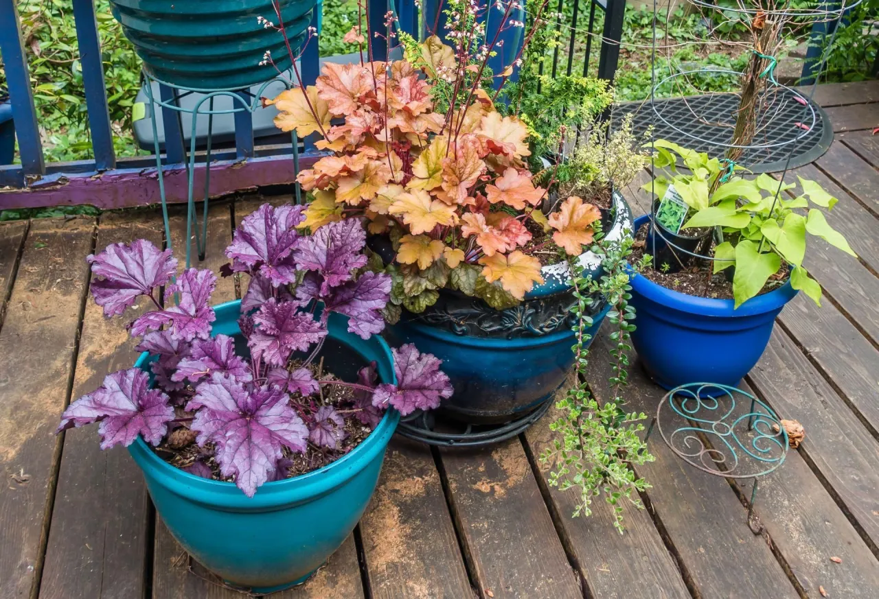 Rośliny na taras słoneczny i cienisty