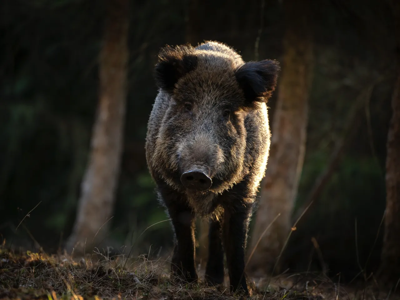 Dziki dzik w lesie, oświetlony słońcem. Czy myśliwi będą mieli płacone za odstrzał dzików?