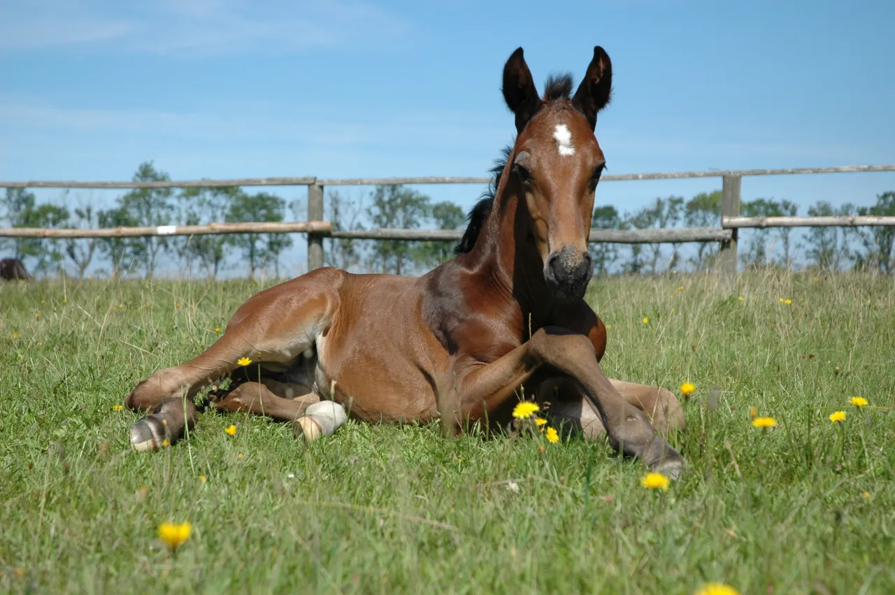 Koń w środowisku naturalnym, myślący, zamyślony