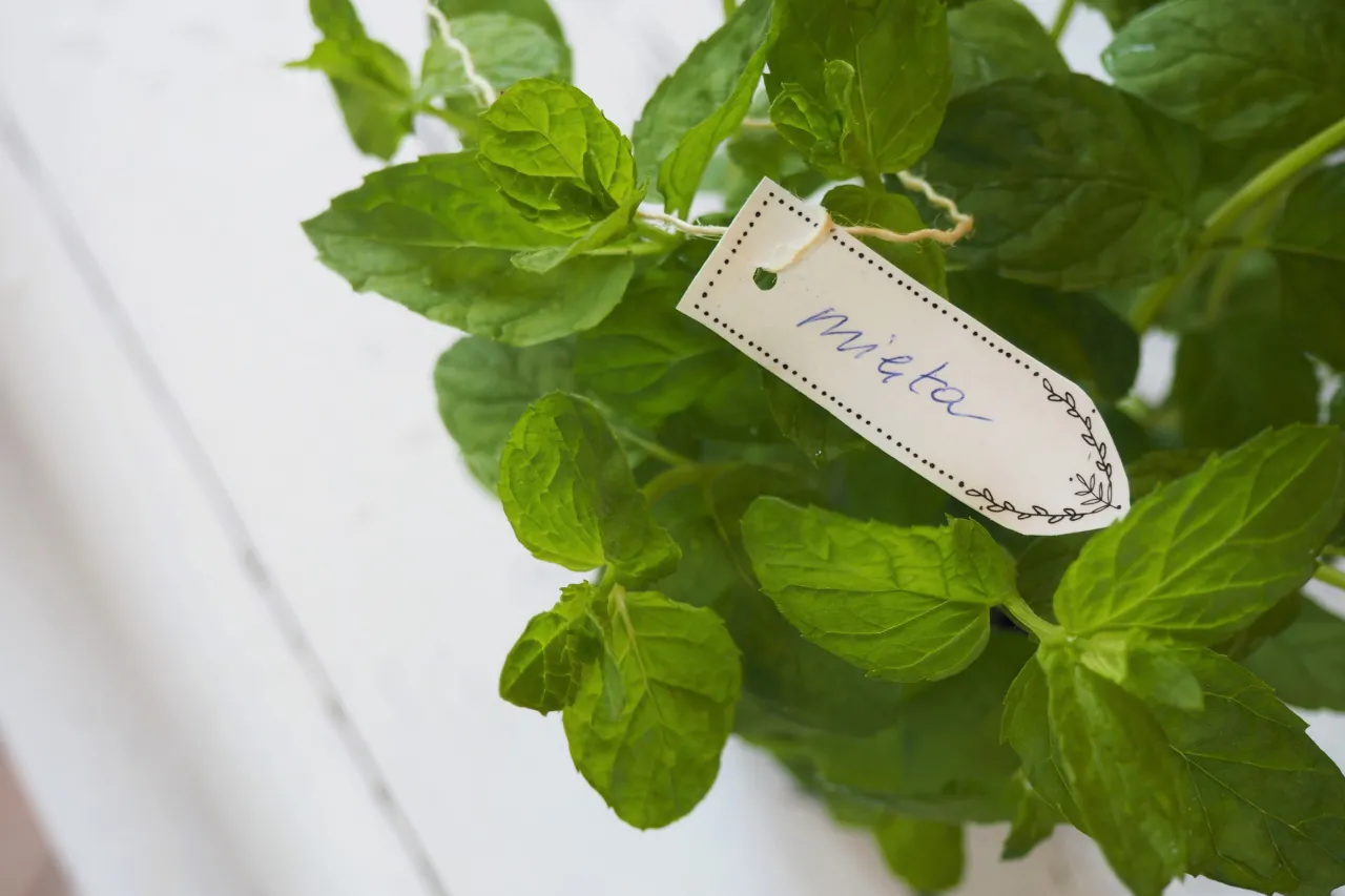 przycinanie mięty schemat