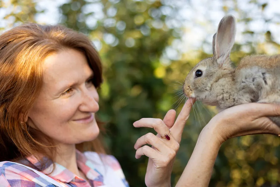 kr&oacute;lik gryzie znaczenie komunikacja