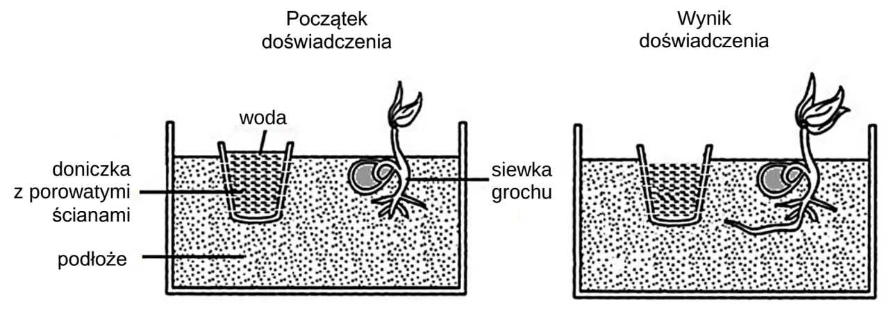 Schemat doświadczenia biologicznego pr&oacute;ba badawcza kontrolna