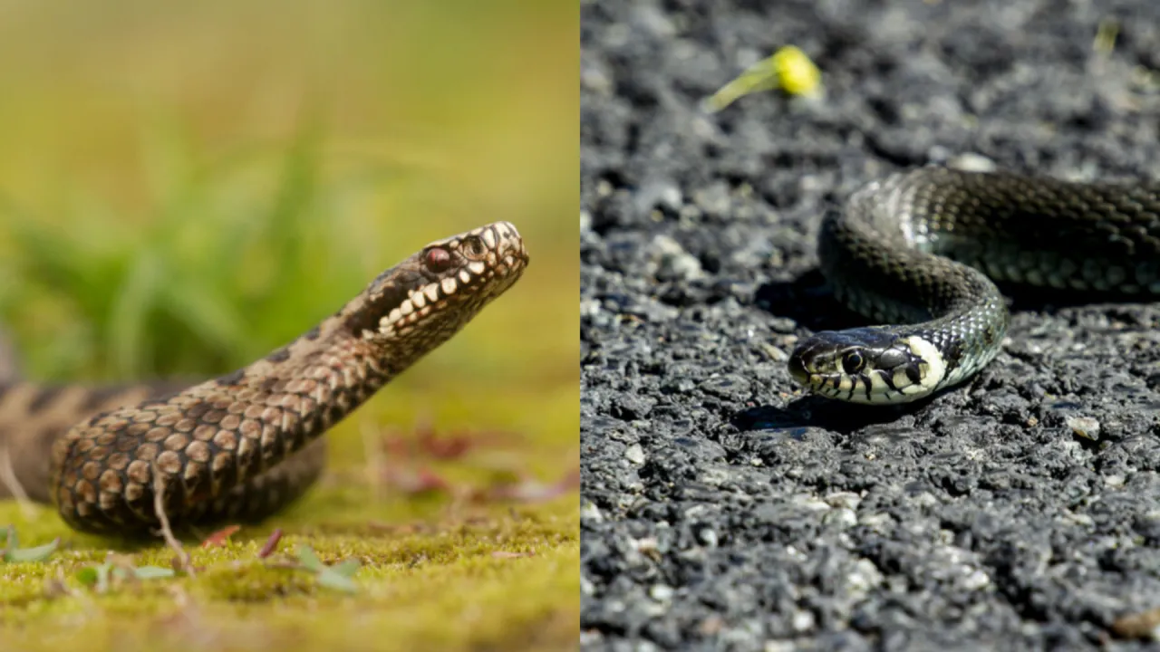 żmija zygzakowata vs zaskroniec zwyczajny porównanie