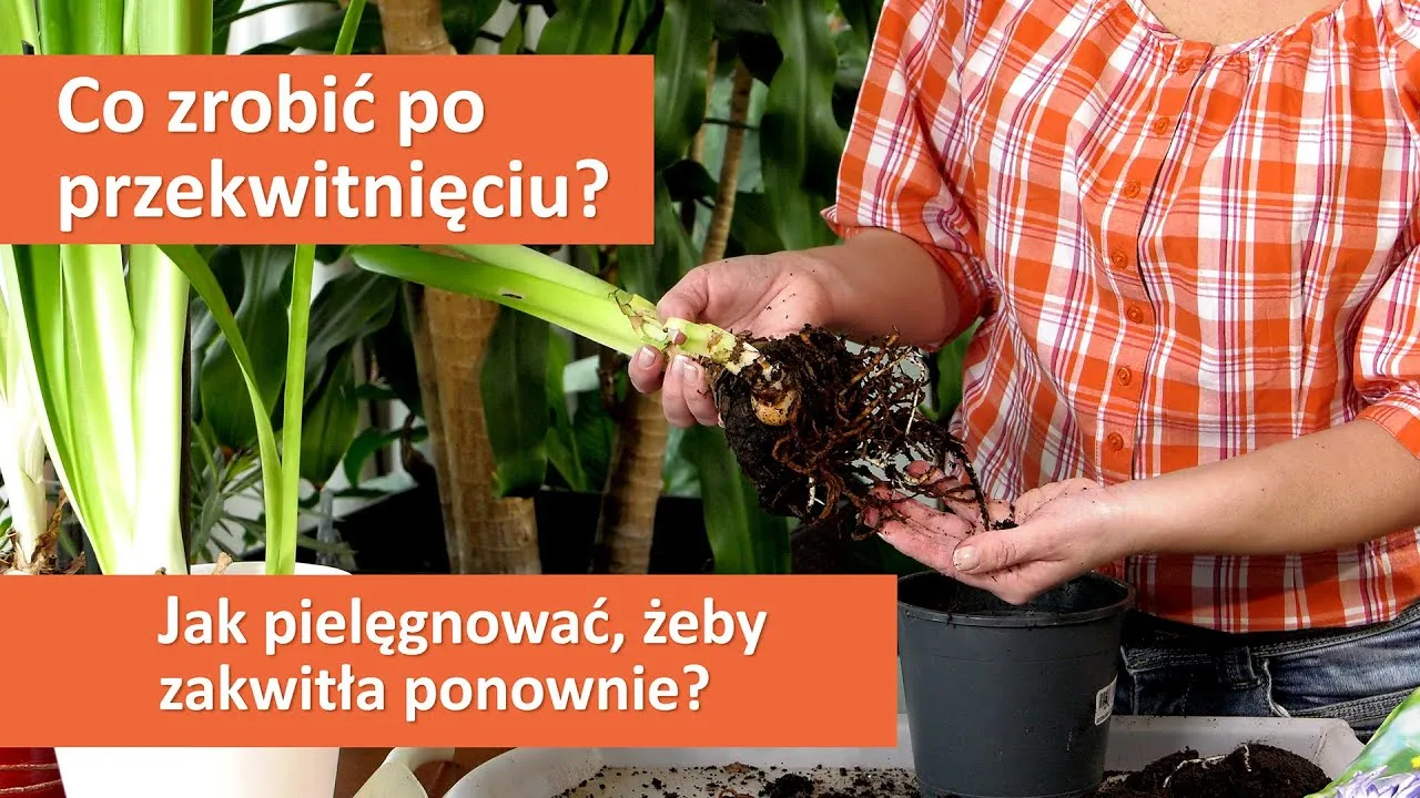 amarylis w stanie spoczynku przechowywanie cebuli