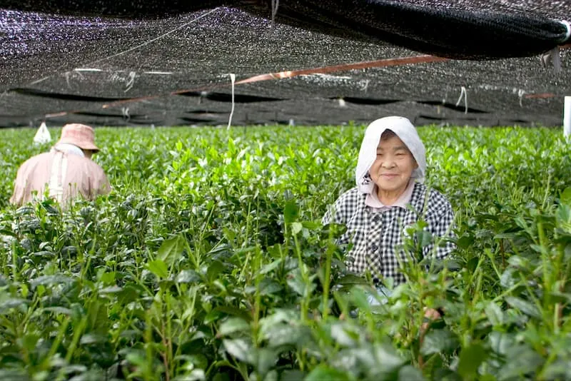 Matcha uprawa zacienianie
