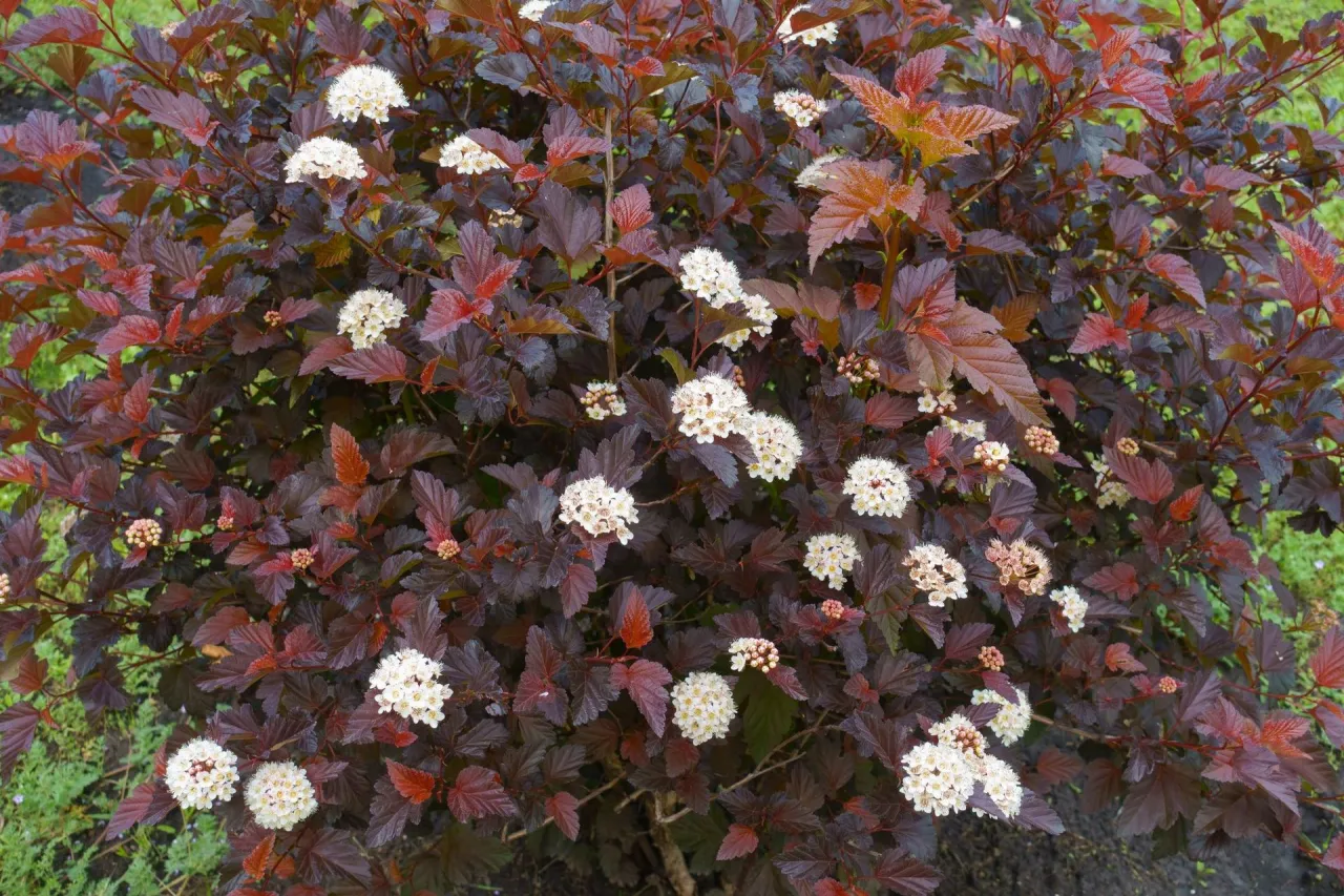 Techniki cięcia pęcherznicy sekator