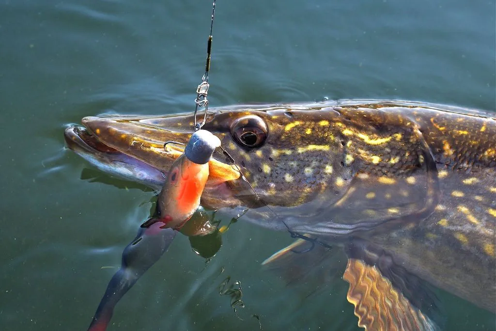 wędkarz łowiący szczupaka w różnych porach roku
