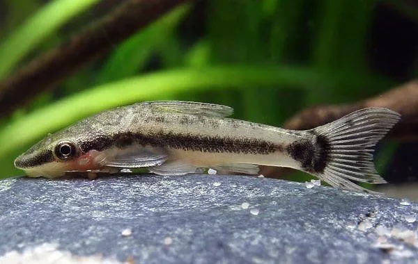 Otosek przyujściowy, Mikrorazbory, Kirysek Pigmej w akwarium