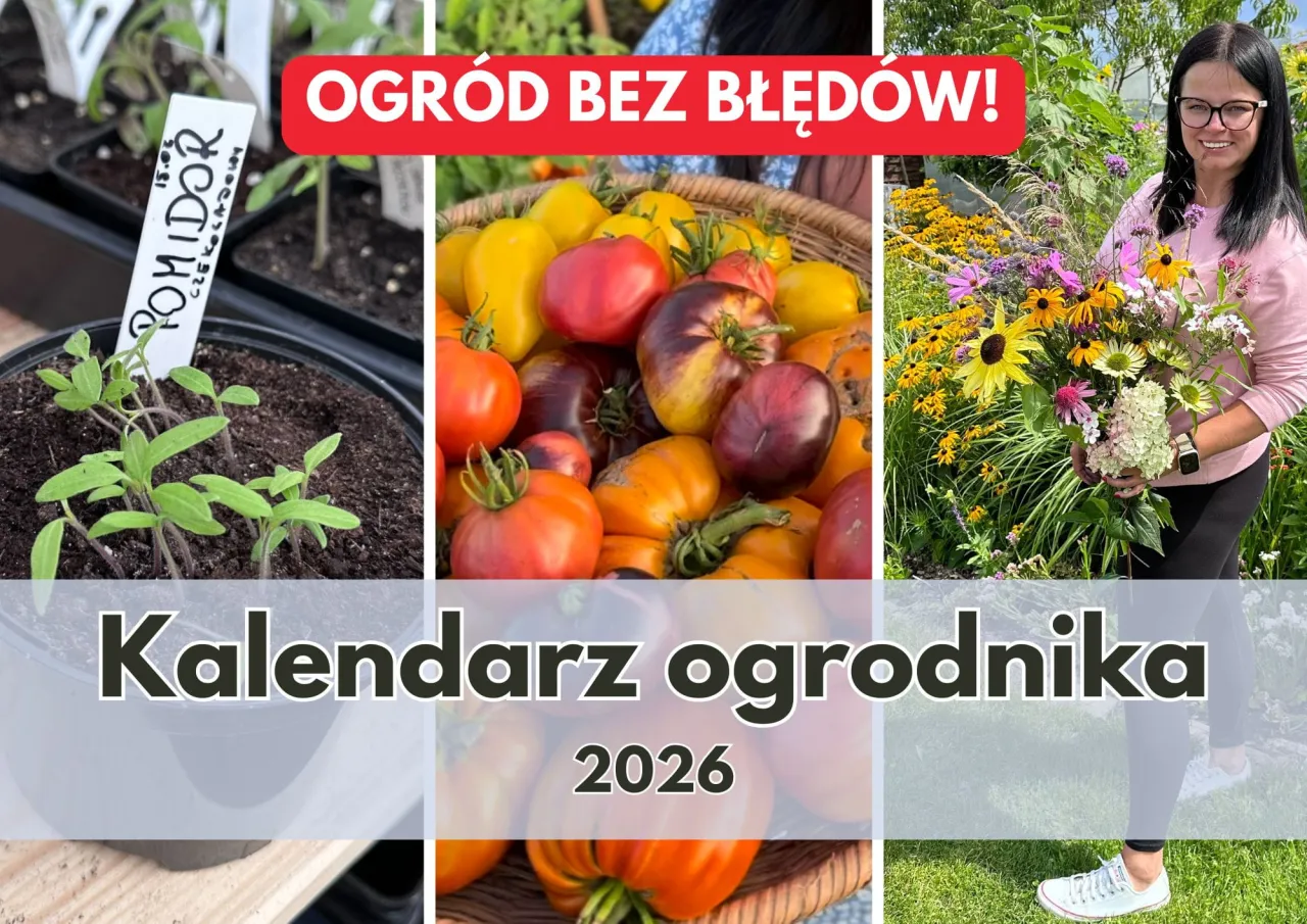 Sadzonki pomidor&oacute;w, kosz dojrzałych pomidor&oacute;w i bukiet kwiat&oacute;w. Dowiedz się, co posadzić w ogrodzie warzywnym w 2026 roku.