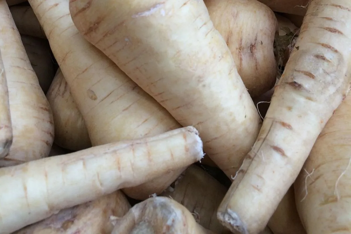 Zbliżenie na świeże, jasne korzenie pietruszki, gotowe do przygotowania pysznego obiadu.