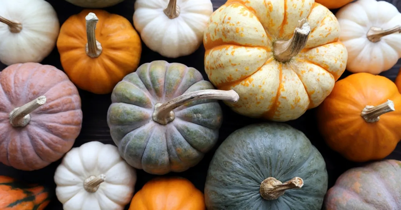 odmiany dyni hokkaido piżmowa muskat