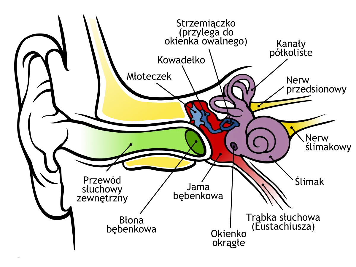 Anatomia ucha wewnętrznego błędnik