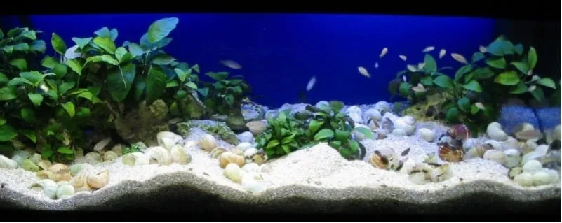 różne rodzaje podłoża do akwarium
