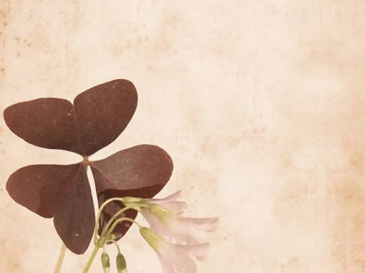 Ści&oacute;łkowanie ogrodu korą