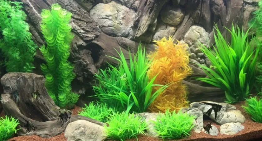 rodzaje tła akwarystycznego