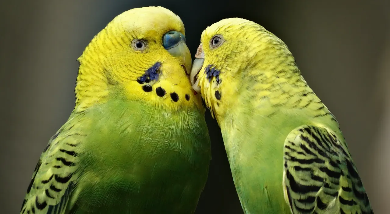 papuga i ser ż&oacute;łty zagrożenia